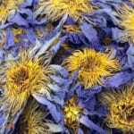 0295-4457 – Nymphaea caerulea – flowers, whole_C Blue Lotus Flower (Nymphaea Caerulea) - Whole Blue Lily, from Thailand