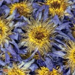 0295-4457 – Nymphaea caerulea – flowers, whole_D Blue Lotus Flower (Nymphaea Caerulea) - Whole Blue Lily, from Thailand