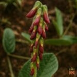 Template_Videos_Produtos_Maya_Bangalala-Cover