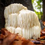 Template_Videos_Produtos_Maya_LionsMane-Cover