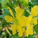 Template_Videos_Produtos_Maya_Sinicuichi-Cover