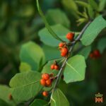 Template_Videos_Produtos_Maya_Chuchuasi-Cover